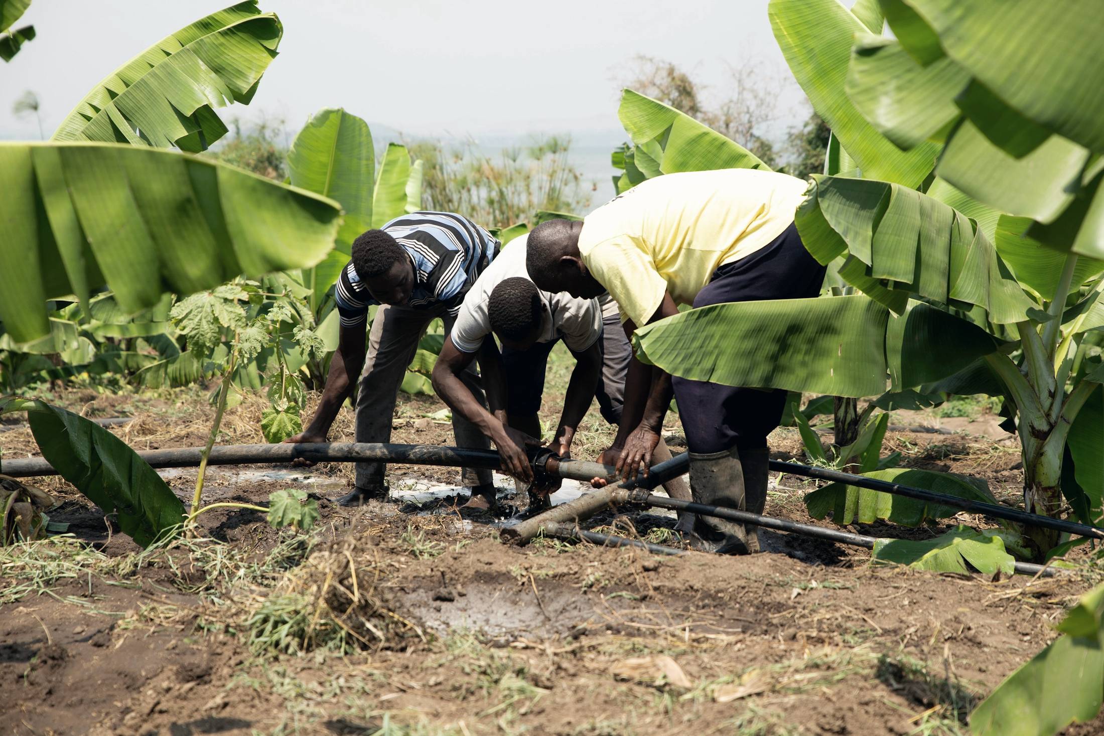 Farmers fixing an irrigation pipe in a banana plantation