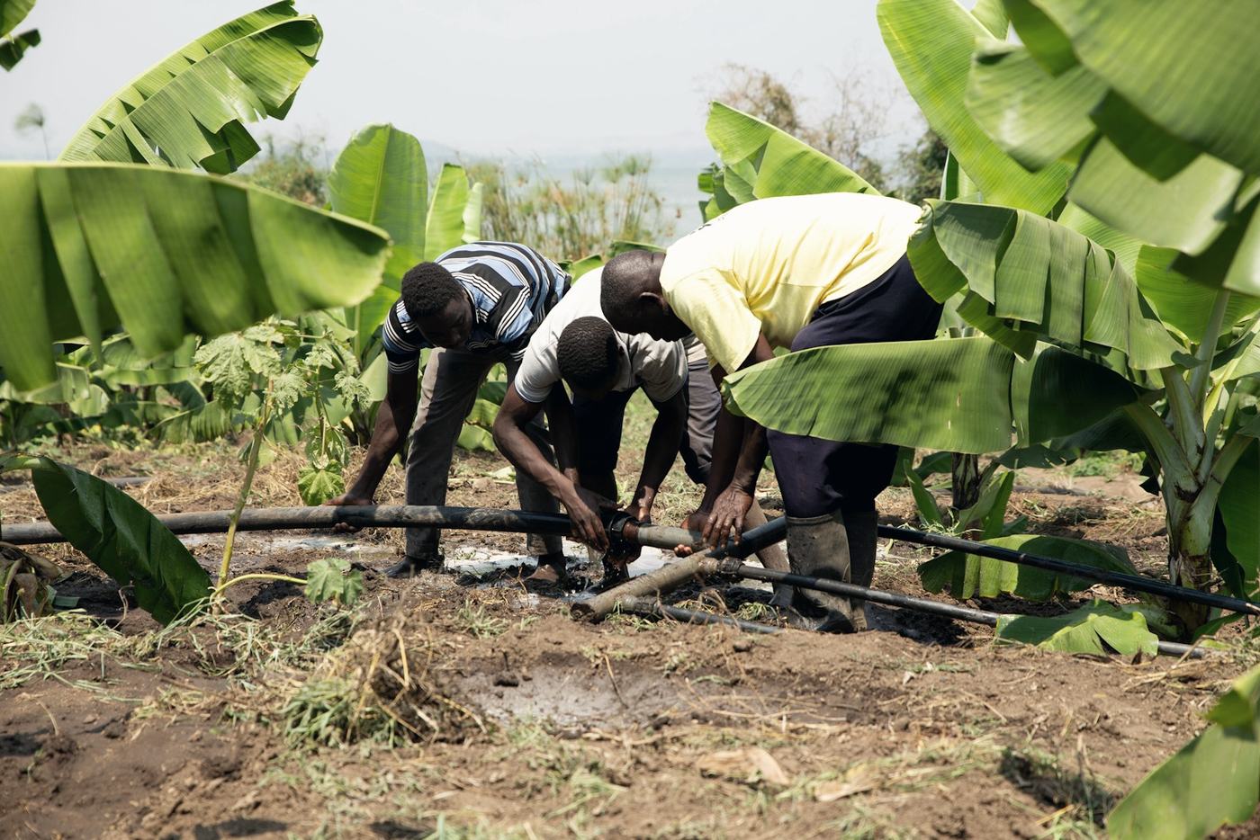 Farmers fixing an irrigation pipe in a banana plantation