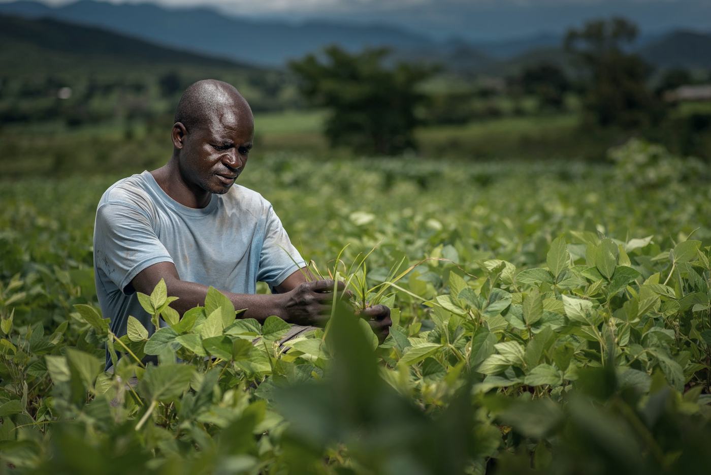 Farmer tending crops in a green field